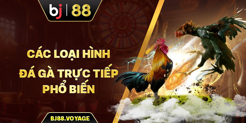 Các loại hình đá gà trực tiếp được ưa chuộng nhất hiện nay 