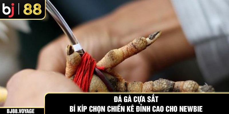 Đá Gà Cựa Sắt BJ88- Bí Kíp Chọn Chiến Kê Đỉnh Cao Cho Newbie