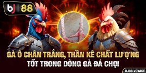 Gà Ô Chân Trắng, Thần Kê Chất Lượng Tốt Trong Dòng Gà Đá Chọi