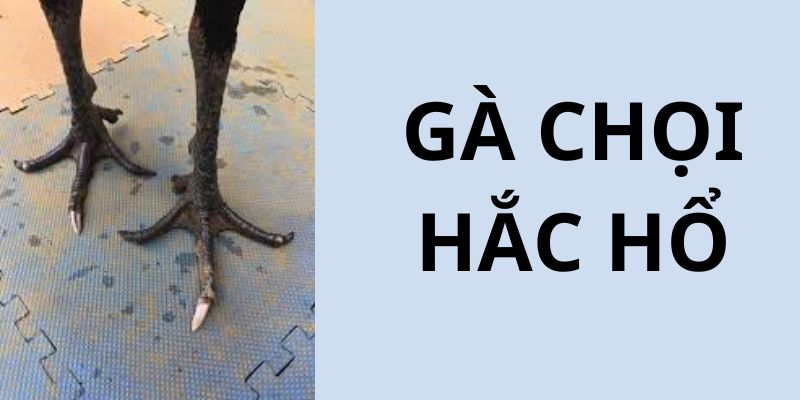 Hắc hổ chân nội, ngoại hai bên